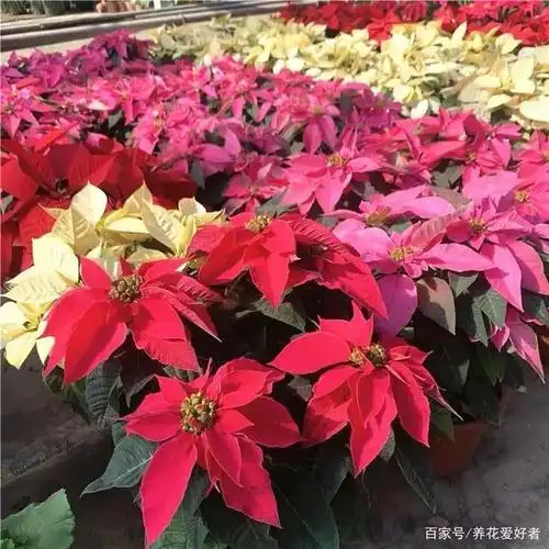 冬天养一品红,做好这5件事,红花似火,漂亮又喜庆!