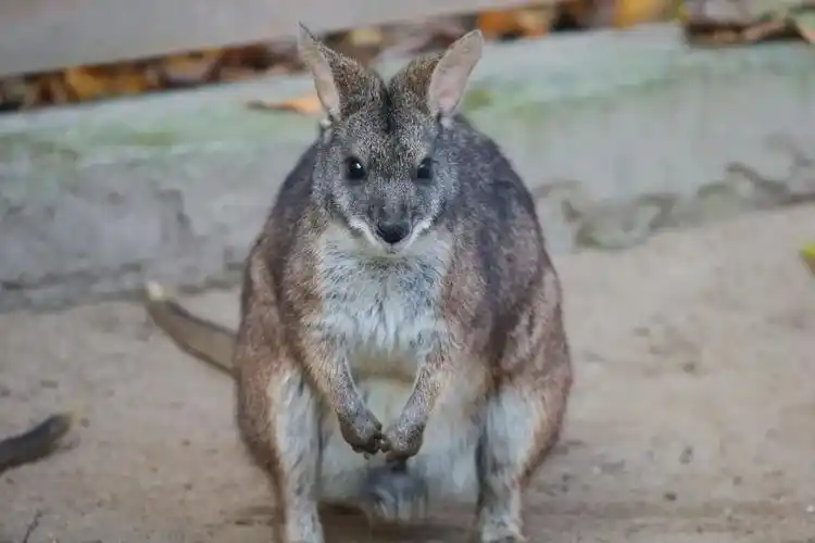 体长仅50厘米的圆盾大袋鼠首次亮相申城
