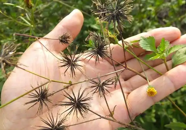 鬼针草还叫什么名字,它有什么用途?