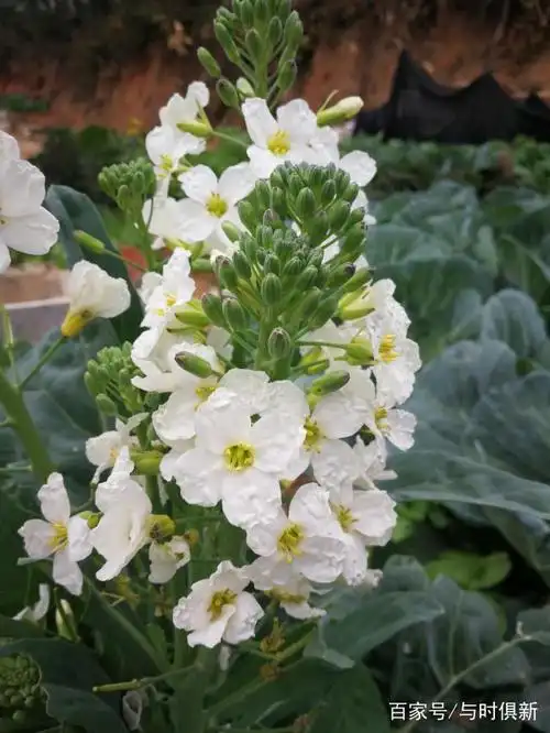 百姓餐桌上的芥蓝菜,春天里盛开的甘蓝白花