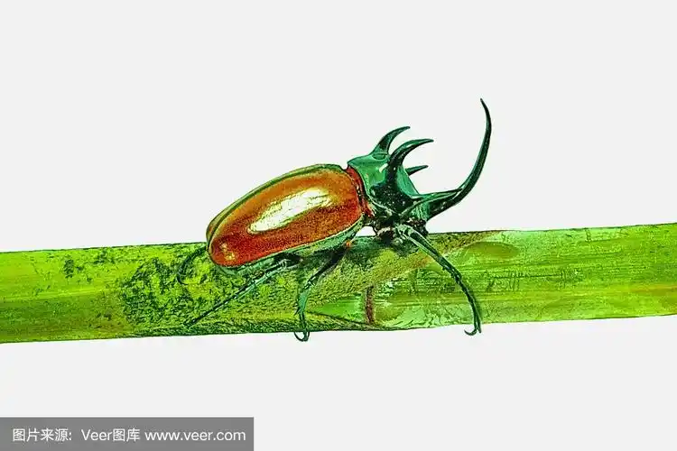 瓢虫科雄性成年象甲虫