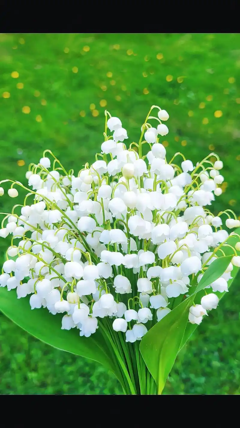 有一种花叫铃兰花 它的花语是经历苦难 等待幸福归来  - 抖音