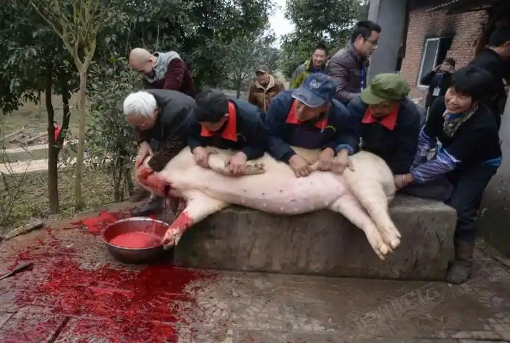 农村杀猪全过程.城里多数人都没见过这场面,血腥慎入!