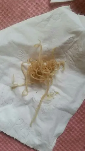 一个月左右大的小狗拉虫子可以吃婴幼儿的打虫药么附近没有宠物医院