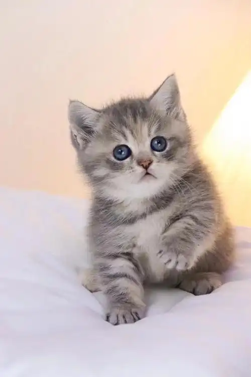 杭州蓝金虎斑矮脚妹妹