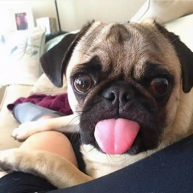 巴哥犬身上的"5臭",你知道是哪几个部位吗?