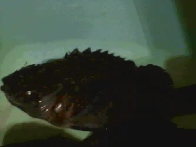 青岛钓的,这种海鱼有毒吗可以吃吗?