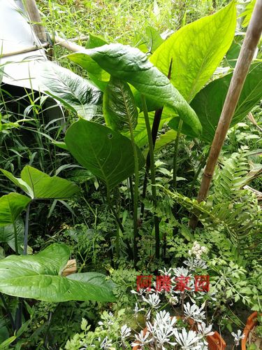 水刺芋水簕芋簕菜头簕菜薯簕茨菇刺茨菇簕慈姑绿植