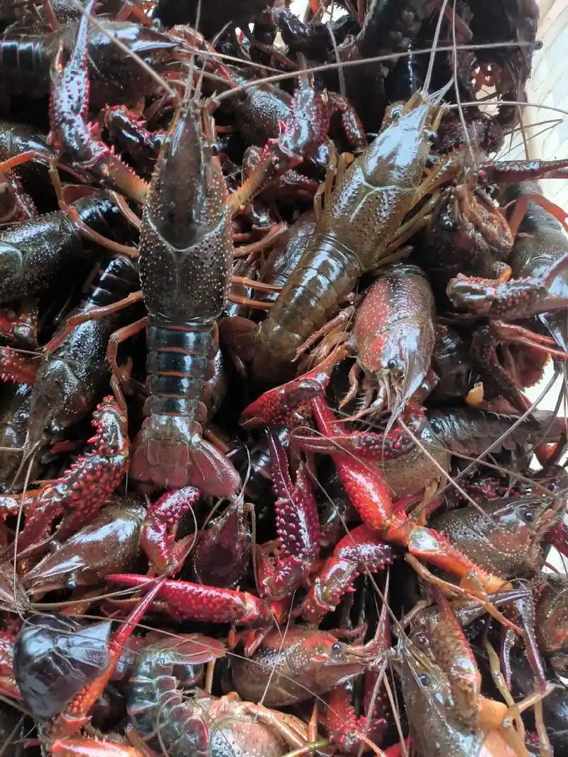 湖北清水小龙虾批发.湖北洪湖小龙虾一手货源,塘口合作社对接, - 抖音