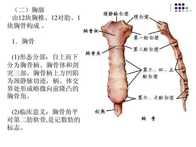 人体解剖学课件-全ppt