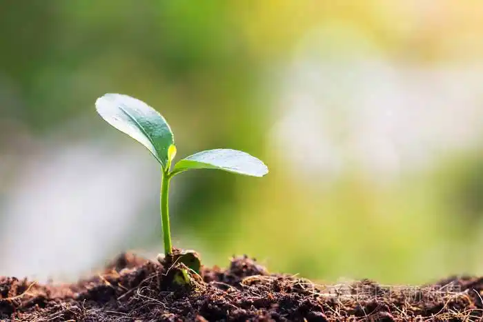 春天里的年轻发芽