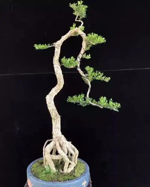 5款黄杨盆景造型:"家有黄杨,世代栋梁",你相中了哪一款?