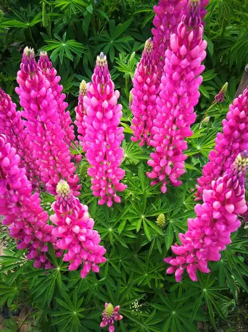 妈妈的花一一鲁冰花