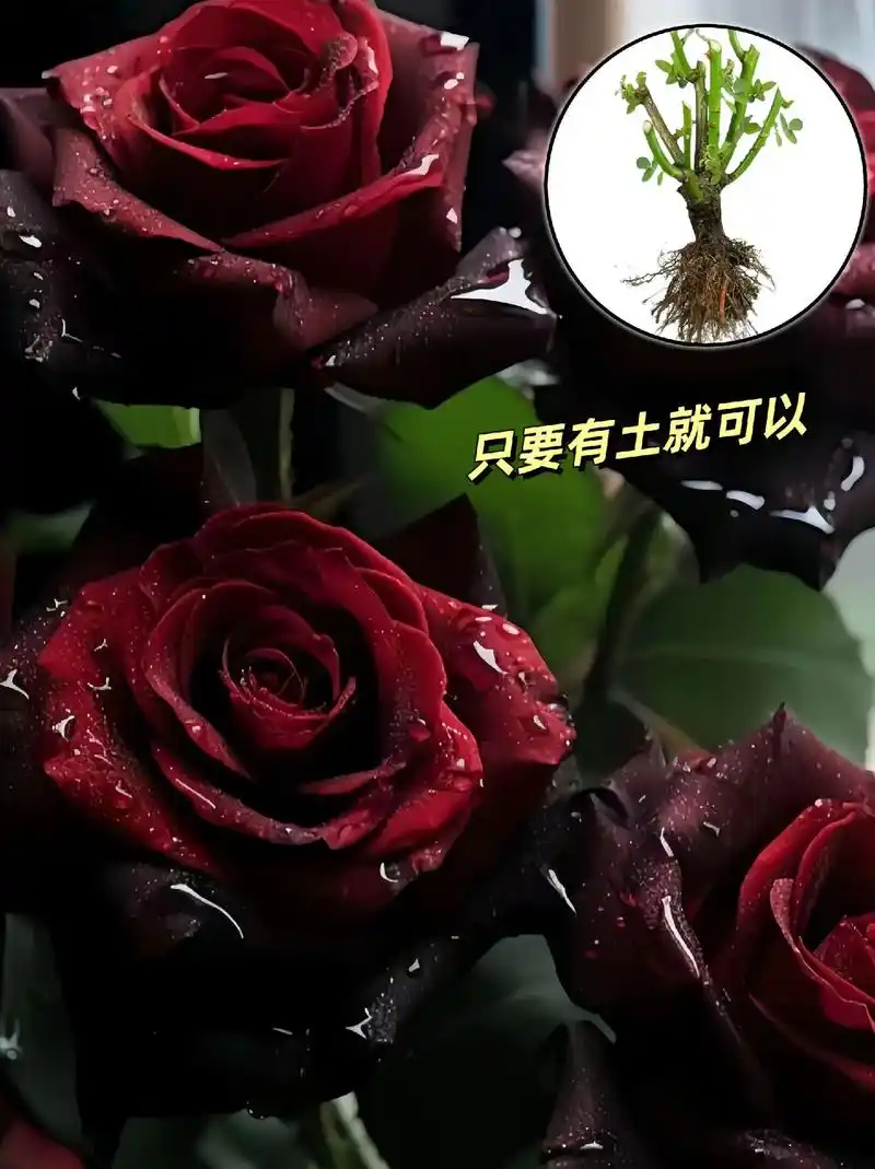 亲手种下黑巴克玫瑰花吧!你一定会被它惊艳到,独特的颜色,丝绒的质感