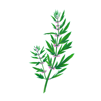 028中药草本植物益母草装饰插图0012纯原创手绘中药草本植物麦冬009