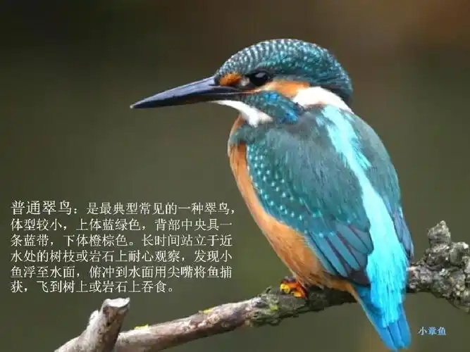 广西常见鸟美图片