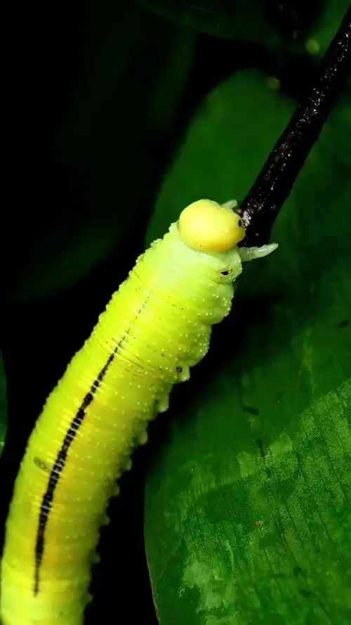 肉乎乎的,谁知道这是什么虫子? #高清  #壁纸