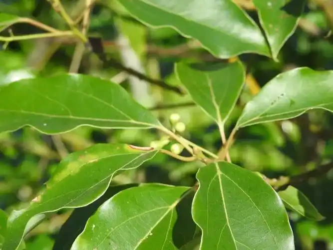 华侨城湿地科普小文 | 香樟