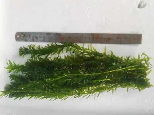 冷水蜈蚣草活体真水草粗生耐活不用水草泥的懒人水草新手鱼缸造景