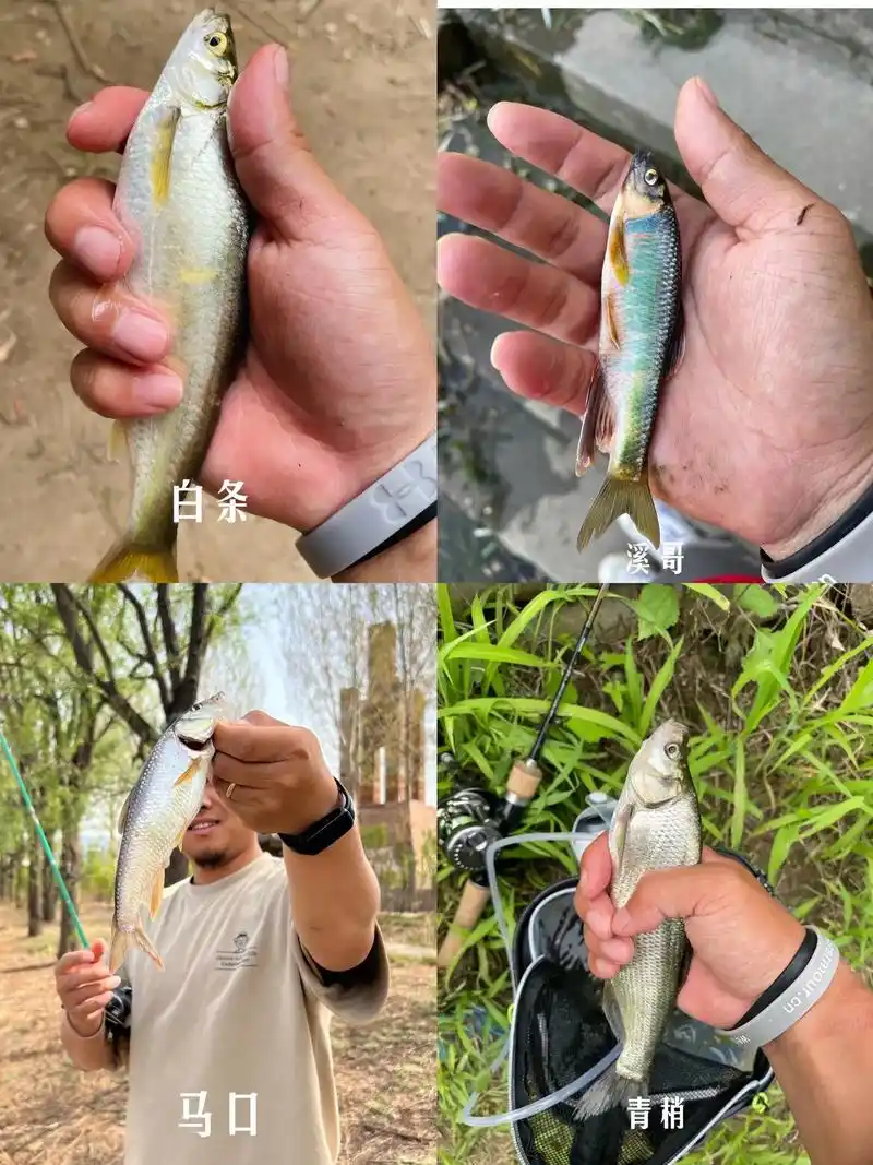 巴雷特玩路亚|解锁图鉴.已解锁25种: 白条 马口 溪哥 青 - 抖音