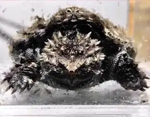 000人付款淘宝纯佛顶级黑佛鳄龟,全品有意来聊关联中美,北美,大鳄t