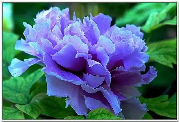 花欣赏)牡丹花色泽艳丽,风流潇洒,根据不同的颜色划分有上百个品种