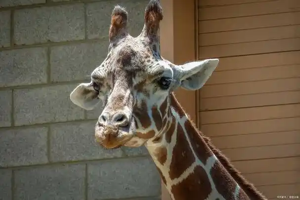 长颈鹿如何分辨雌雄