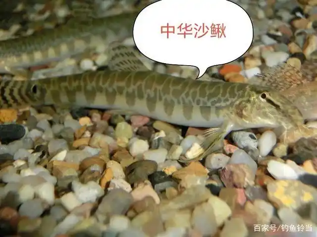 那是中华沙鳅!150元一斤都很难买到的鱼!