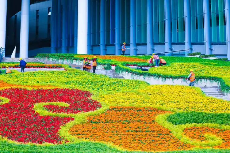 云山,梯田,花海……百种花卉妆点"四叶草",第三届进博会巨型花坛渐露