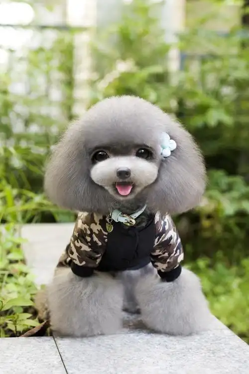 厂家直销宠物狗衣服宠物冬装泰迪fbi迷彩四腿衣加厚加绒棉衣批发