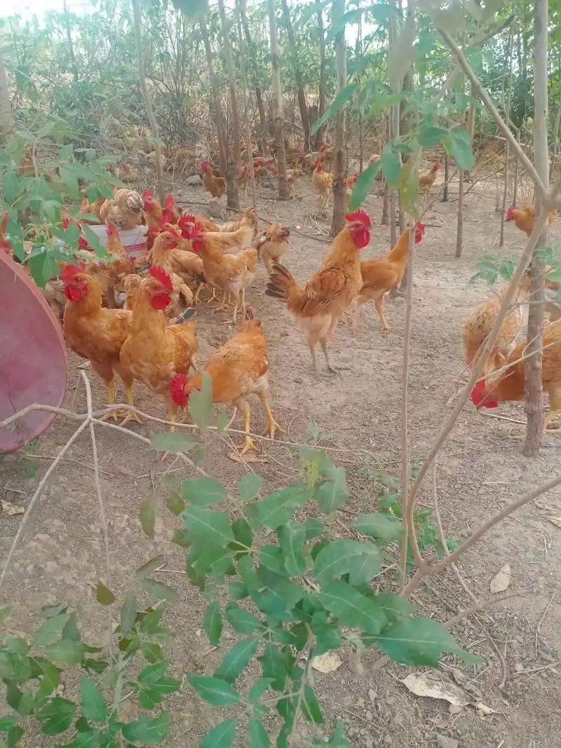 农村散养土鸡 #现场实拍 有老板需要散养公鸡放殖果园的可以 - 抖音