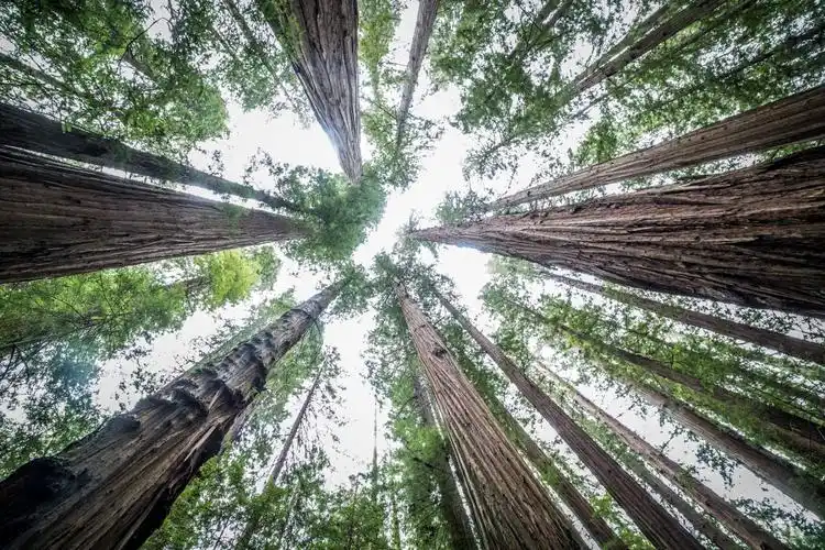 avenue of the giants / redwood forest