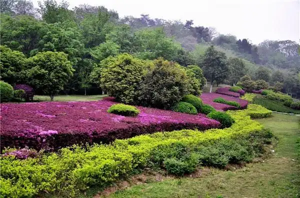 常青;萌芽力强,密枝红叶李是乔木还是灌木,抗污染,耐修剪,可作绿篱或