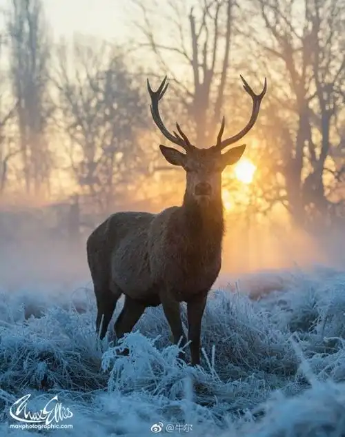 早安,送你们一组幸运鹿.开启美好一整天哦