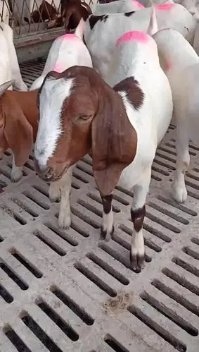 秃头大耳波尔山羊-动物视频-搜狐视频