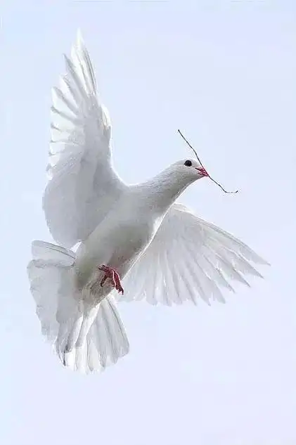 世界上最美的鸽子都在这里了,最后一只比孔雀还美!