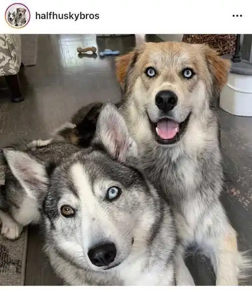 二哈和金毛的混血小时候超帅气可长大后