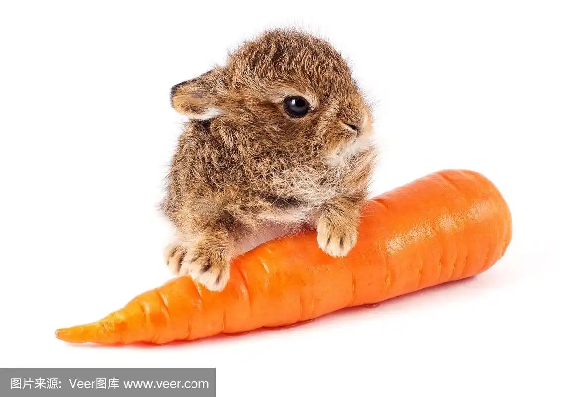 胡萝卜,兔子,野外动物,小兔子,褐色