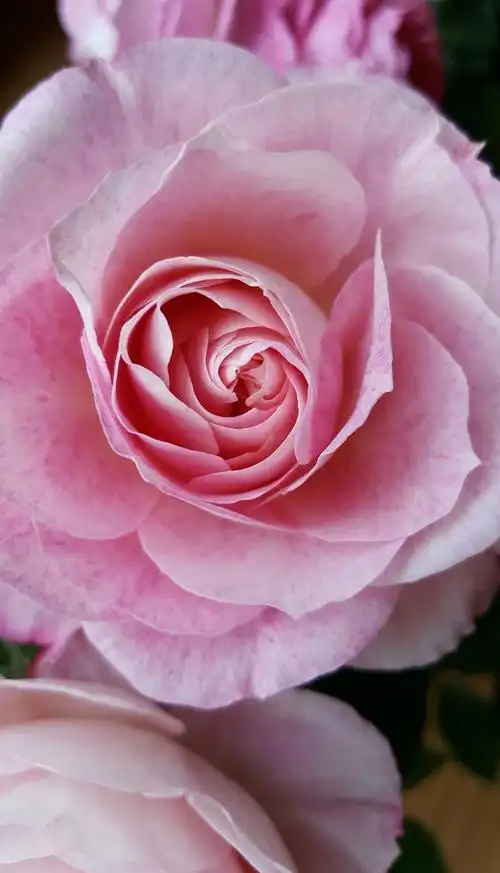 喜欢你那灿烂的微笑戴安娜玫瑰