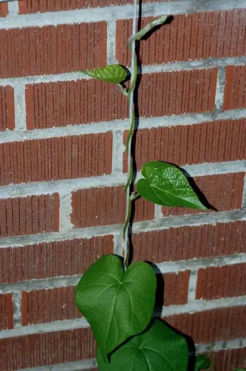 牵牛花爬上阳台了