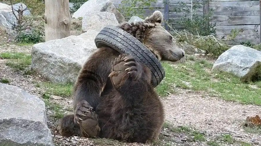 棕熊被轮胎套住脖子接下来憋住别笑棕熊锁我喉是不