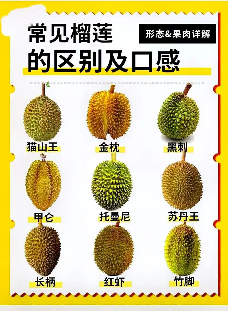吃榴莲只有第一次和无数次.榴莲200多个品种,常见的几种在这 - 抖音