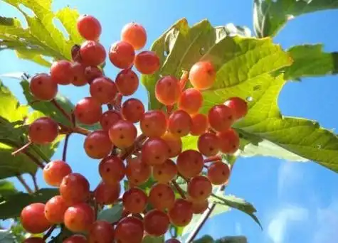 鸡树条荚蒾果实有毒吗