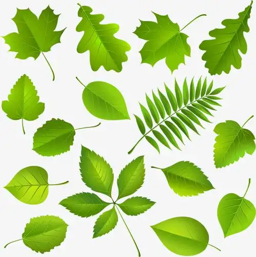 绿色叶子免抠素材免费下载_觅元素51yuansu.com