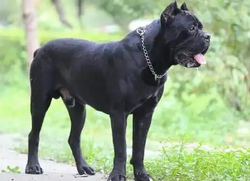 体型最大的狗狗有哪些品种圣伯纳犬性格温顺坎高犬身材高大性格凶猛