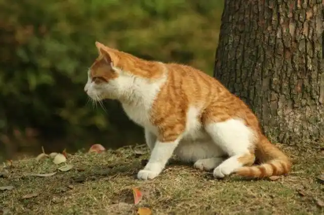 黄狸猫作为中华神猫的一种,不仅能抓老鼠,而且体质