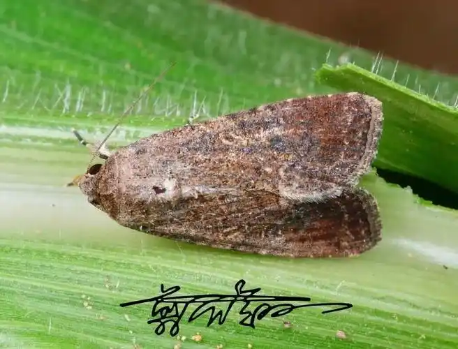 去年大吃26省玉米地的蛾子今年又来了