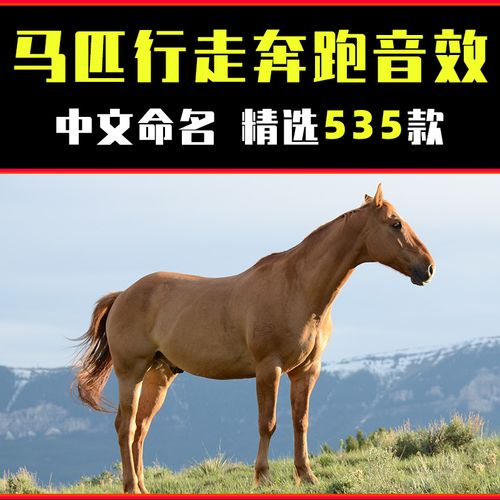 马叫声动物行走奔跑踩水马叫喘气响鼻吃草视频影视配乐有声小说