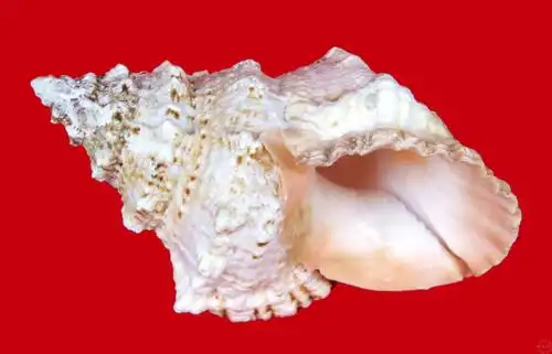 目前世界上最大的海螺是什么