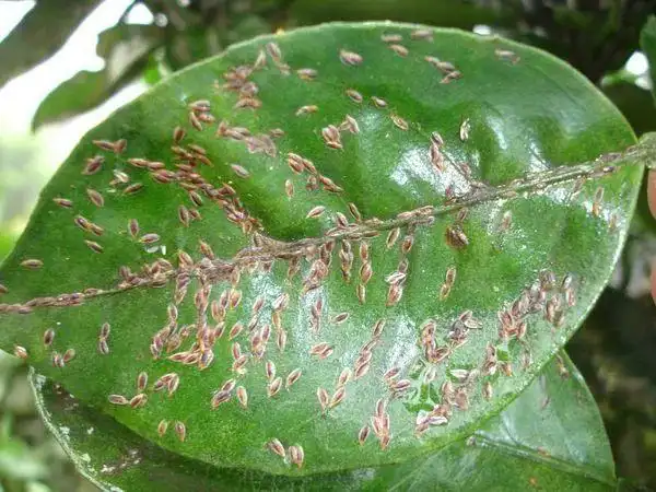 椒农福利来了最接地气的花椒病虫害防治全攻略